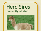 Alpaca herd Sires now available