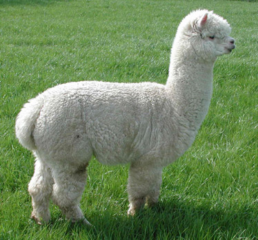 Alpaca stud Bertie II