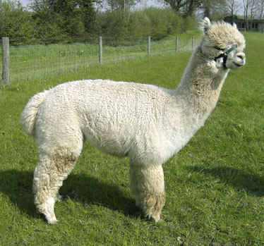 Alpaca stud Carus