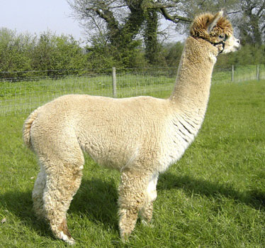 Alpaca stud Gaeus