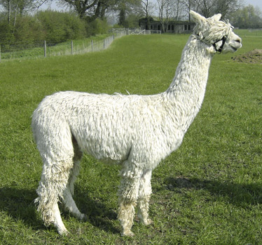 Alpaca stud Shining Star